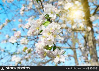Spring flowers. Beautifully blossoming apple tree branch and sun .
