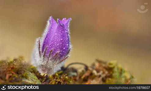 Spring flowers. Beautifully blossoming pasque flower and sun with a natural colored background. (Pulsatilla grandis)