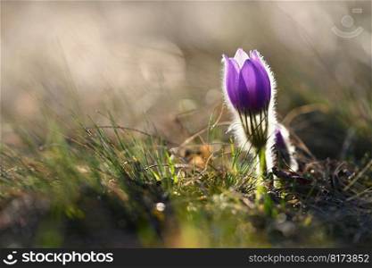 Spring flowers. Beautifully blossoming pasque flower and sun with a natural colored background.  Pulsatilla grandis 