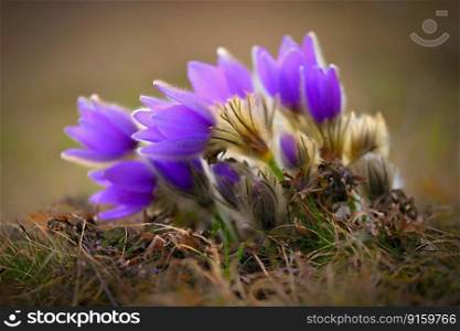 Spring flowers. Beautifully blossoming pasque flower and sun with a natural colored background.  Pulsatilla grandis 