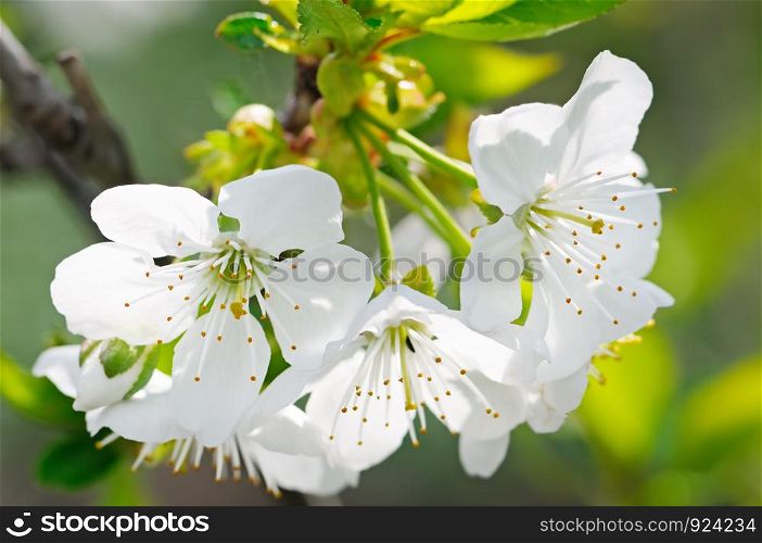 Spring flowers. Beautifully blossoming tree branch. Cherry - Sakura and sky with a natural colored background.