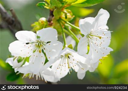 Spring flowers. Beautifully blossoming tree branch. Cherry - Sakura and sky with a natural colored background.