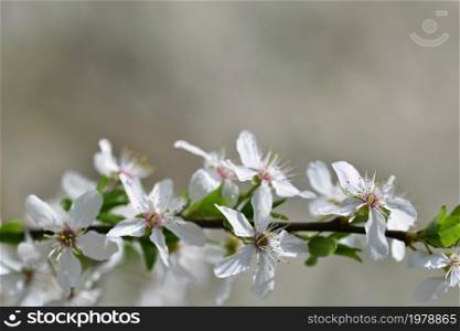 Spring flowers. Beautifully blossoming tree branch. Cherry - Sakura and sun with a natural colored background.