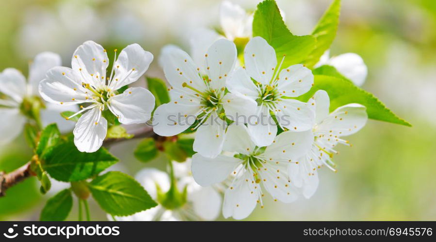 Spring flowers. Beautifully blossoming tree branch. Cherry - Sakura and sun with a natural colored background. Wide photo.