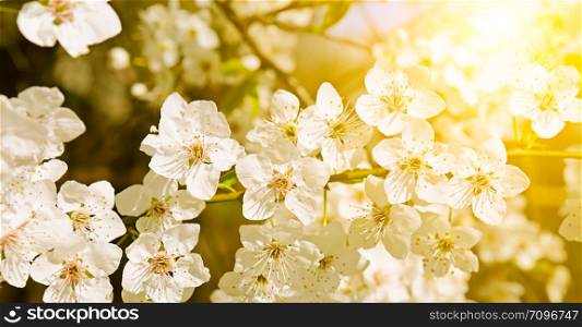 Spring flowers. Beautifully blossoming tree branch. Cherry - Sakura and sun with a natural colored background. Wide photo.