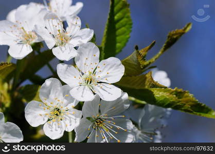 Spring flowers. Beautifully blossoming tree branch. Cherry - Sakura and sun with a natural colored background.