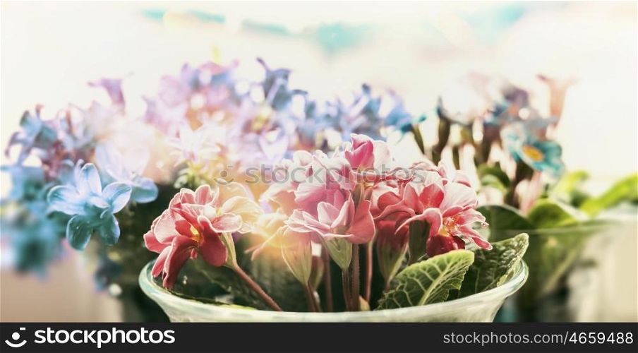 Spring flowers blooming in pots on window sill, close up