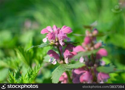 Spring flowers blossom, red dead nettle (Lamium purpureum) with green grass in a background