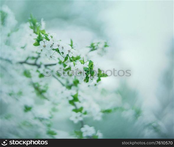 Spring flowers. Blossoming Apple tree. Seasonal backgrounds