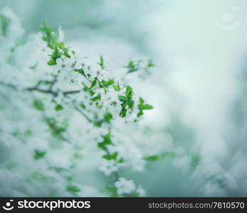 Spring flowers. Blossoming Apple tree. Seasonal backgrounds