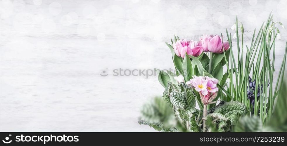 Spring flowers border with tulips, primrose and snowdrops flowers at white wooden wall background with bokeh. Springtime gardening concept