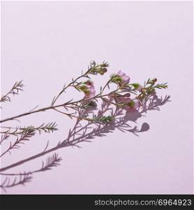 Spring flowers. Branch with green leaves, buds and pink flowers. Reflection of a shadow on a pink background. Copy space for text. Festive card. Copy space. Beautiful spring flowers on a pink background.Mother’s Day