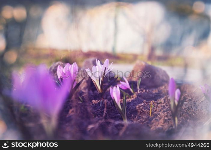 Spring flowers, close up shot