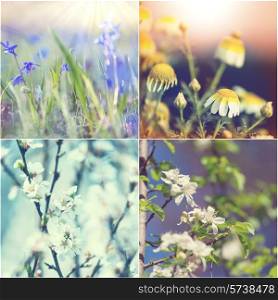 Spring flowers collage
