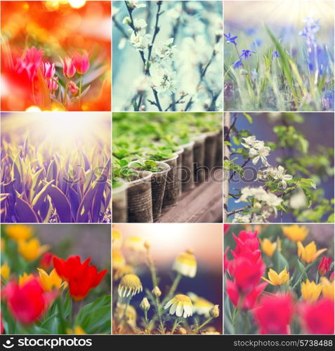 Spring flowers collage