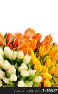 Spring flowers colorful bouquets of tulips on white background