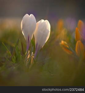 Spring flowers. Colorful nature background. Close-up of a group of blooming colorful crocus. (Crocus vernus)