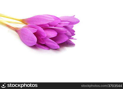 spring flowers, crocus, isolated on white