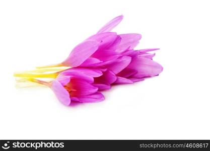 spring flowers, crocus, isolated on white
