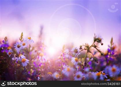 Spring flowers field at sunrise