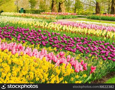 Spring flowers flowerbed - yellow, pink and violet - in dutch garden, Keukenhof, Netherlands. Spring flowers flowerbed
