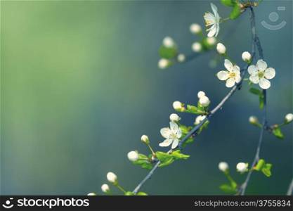 Spring flowers for background with copy space
