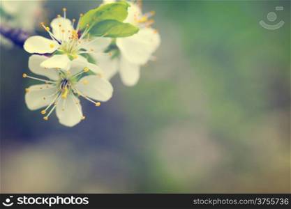 Spring flowers for background with empty room for text