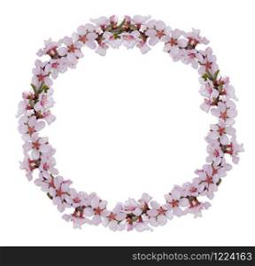 Spring flowers frame border decoration with cherry blossom on white background.