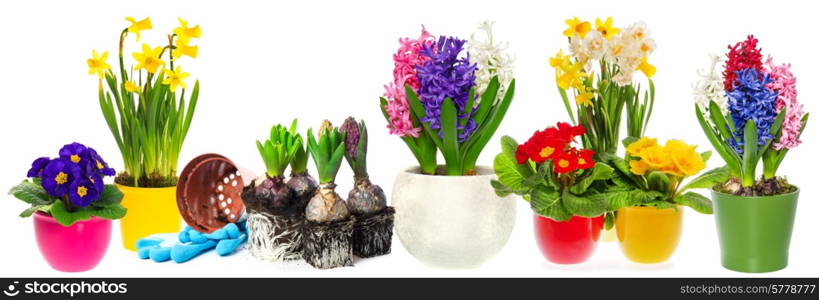 spring flowers hyacinth, narcissus and primroses in pot isolated on white background. seasonal gardening concept