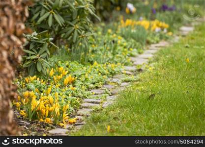 Spring flowers in a garden in beautiful springtime colors with crocus and eranthis flowers