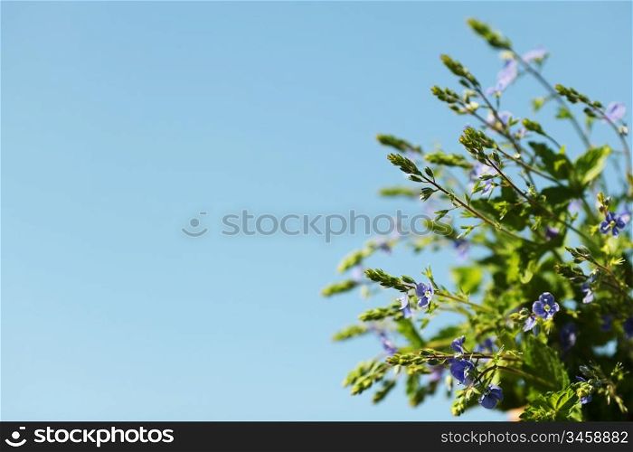 spring flowers in blue sky