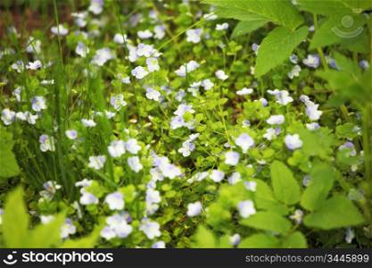 spring flowers in green grass