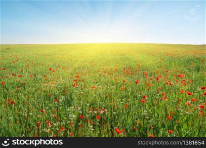 Spring flowers in green meadow and blue sjy. Beautiful landscapes.