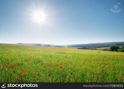 Spring flowers in green meadow and blue sky. Beautiful landscapes.