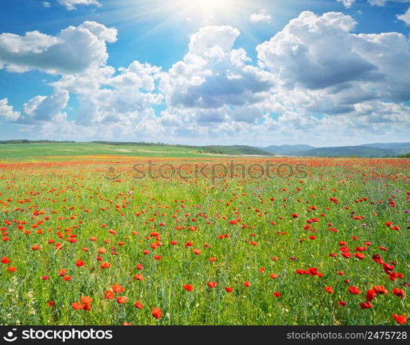 Spring flowers in green meadow and blue sky. Beautiful landscapes.