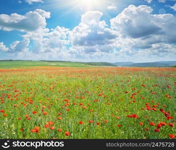 Spring flowers in green meadow and blue sky. Beautiful landscapes.