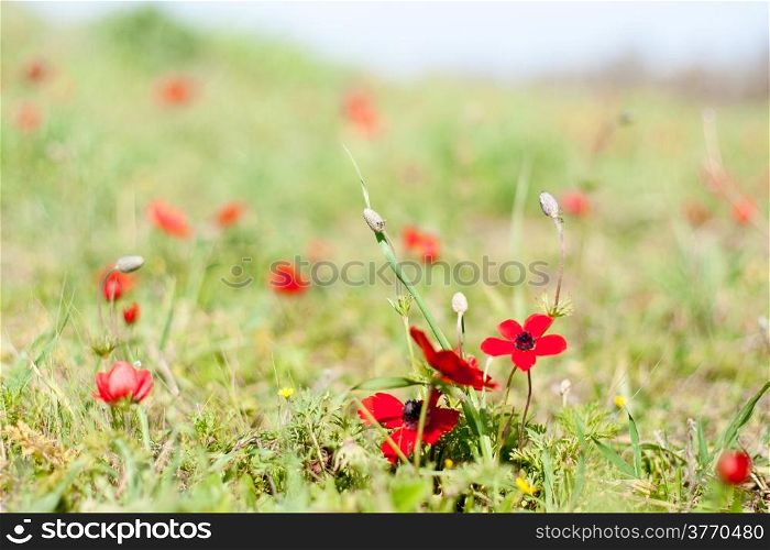 Spring flowers in Israeli Negev good weather and nature