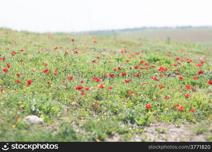 Spring flowers in Israeli Negev good weather and nature