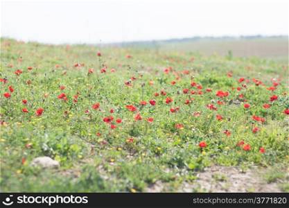Spring flowers in Israeli Negev good weather and nature