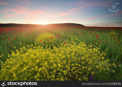 Spring flowers in meadow at sunset. Beautiful landscapes.