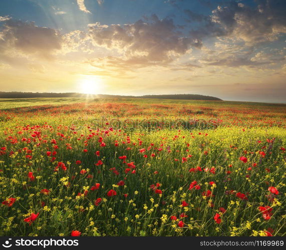 Spring flowers in meadow. Beautiful landscapes.