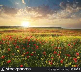 Spring flowers in meadow. Beautiful landscapes.