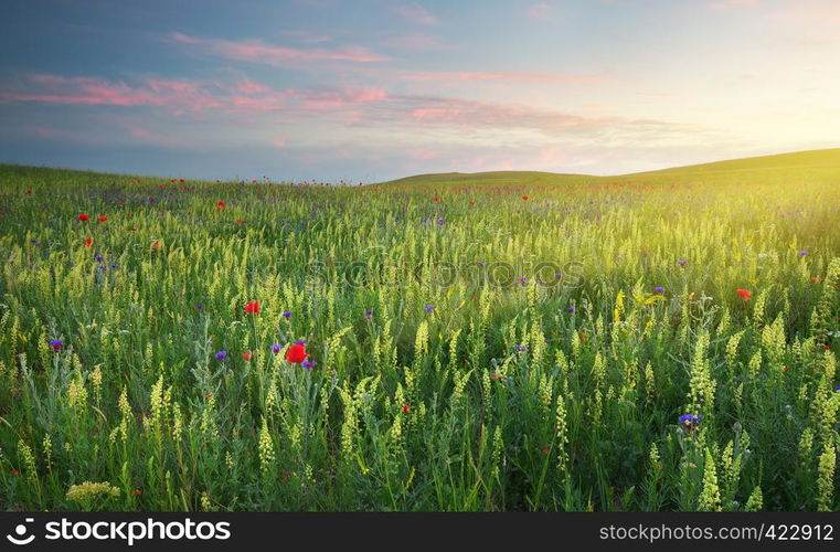 Spring flowers in meadow. Beautiful landscapes.