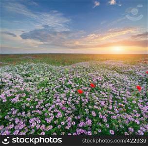 Spring flowers in meadow. Beautiful landscapes.