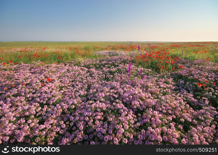 Spring flowers in meadow. Beautiful landscapes.