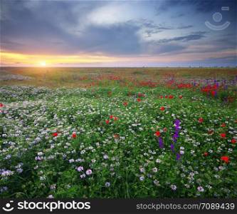 Spring flowers in meadow. Beautiful landscapes.