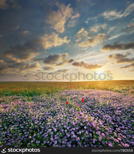 Spring flowers in meadow. Beautiful landscapes.