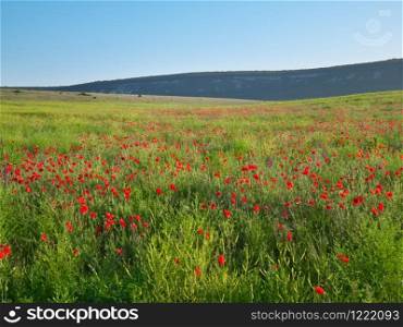 Spring flowers in meadow. Beautiful nature andscapes.