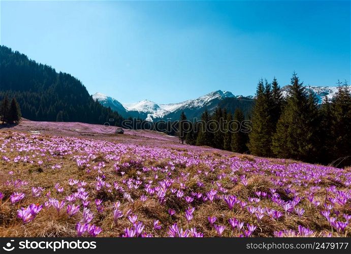 Spring flowers in mountains