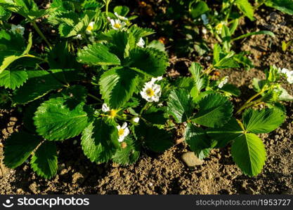 Spring flowers in the garden. Countryside life